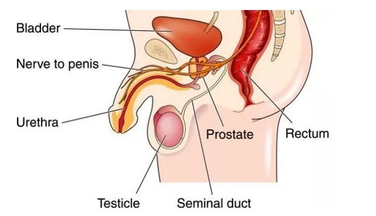 Urological Health for Men